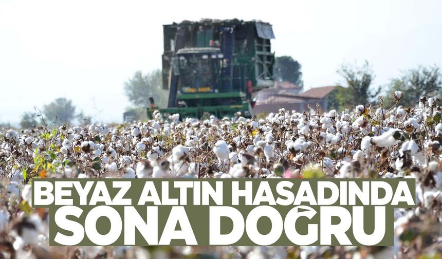 Beyaz altının hasadında sona yaklaşılıyor  