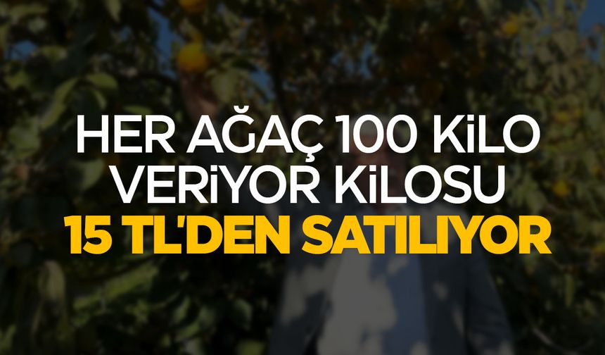 Alternatif olarak başladı... Ağacı 100 kilo ürün veriyor