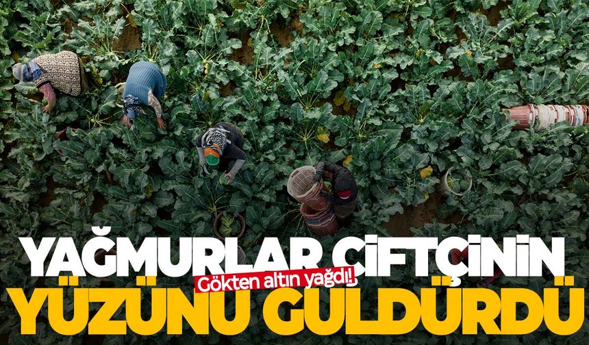 Kasım yağmurları Ege'de çiftçinin yüzünü güldürdü