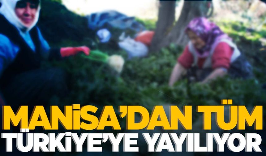 Yılın 12 ayı üretim var! Manisa’dan tüm Türkiye’ye yayılıyor…