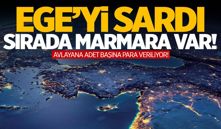 Ege’den Marmara’ya geçiyorlar! İstilacı tür yayılıyor… İşte detaylar!