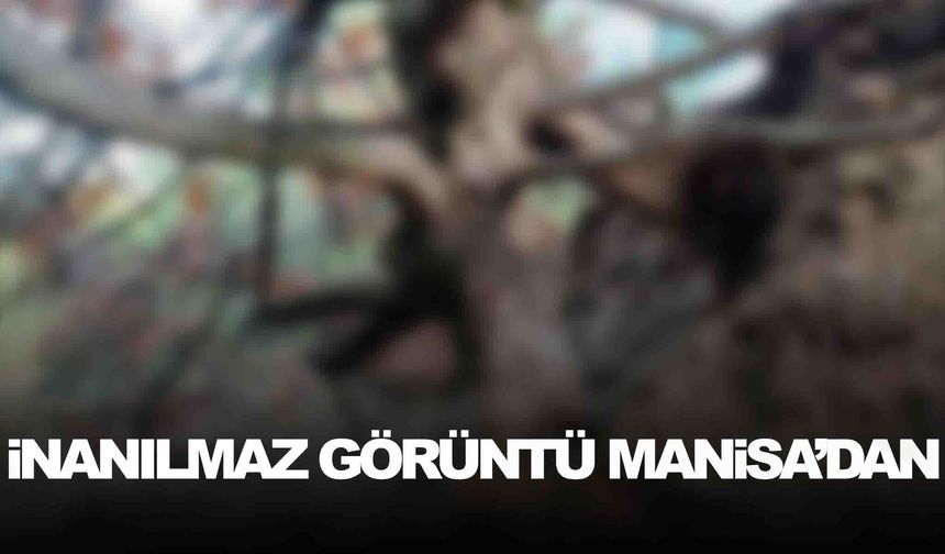 Manisa’da fotoğraflandı… Görenler gözlerine inanamadı!