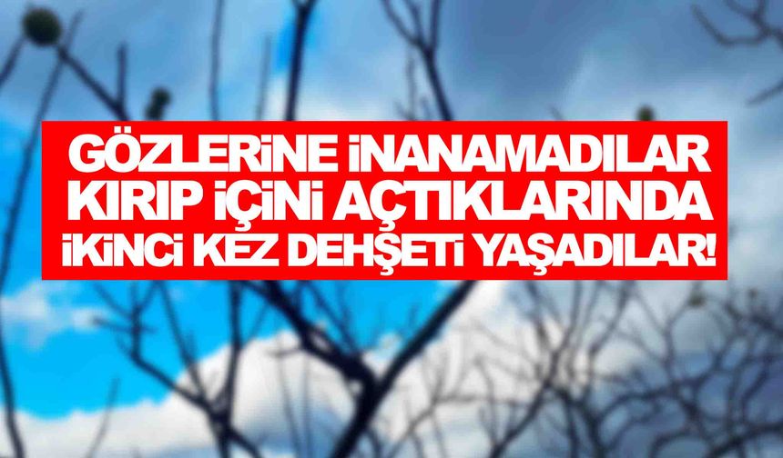 Manisa’da dehşete düşüren olay… Kırıp içini açtıklarında ikinci kez şok oldular!