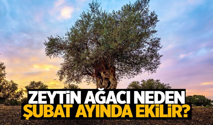 Zeytin ağacı neden şubat ayında ekilir?