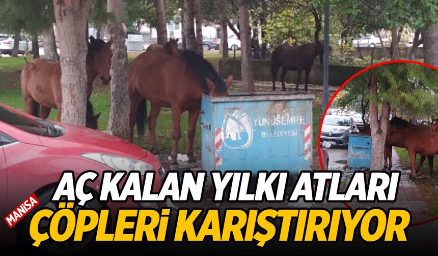 Aç kalan yılkı atları çöpleri karıştırmaya başladı