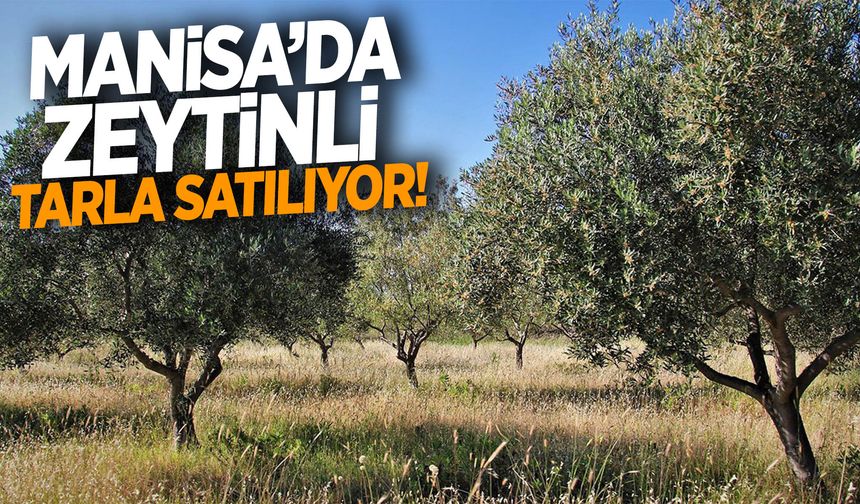 Manisa'da zeytin tarlası satılıyor!