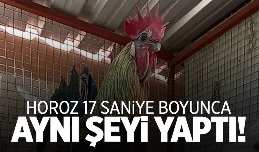 Ege’nin horozu 17 saniye boyunca aynı şeyi yaptı… O anlar sosyal medyada gündem oldu!