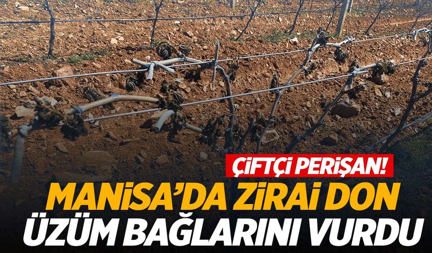 Manisa’da zirai don üzüm bağlarını vurdu… Çiftçilere ‘sigorta’ çağrısı yapıldı!
