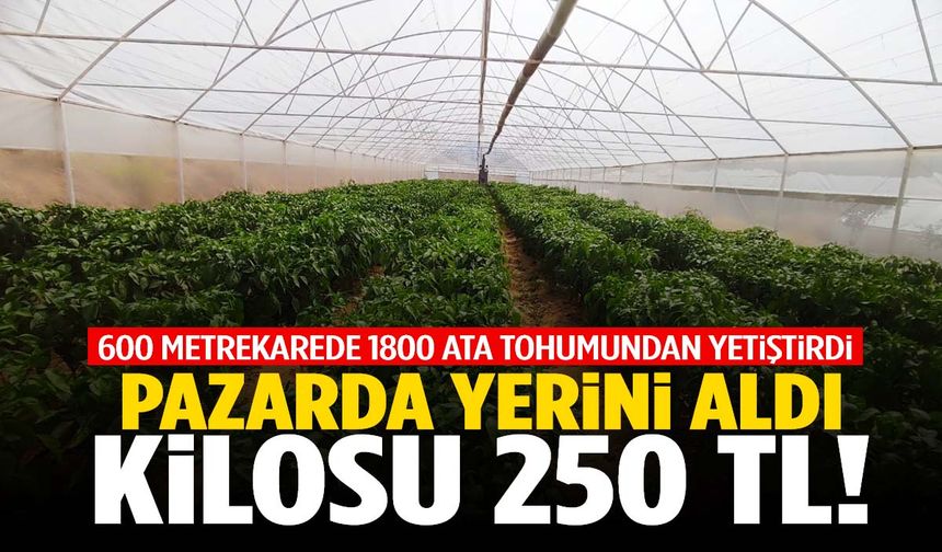 600 metrekarede 1800 adet ata tohumundan yetiştirdi… Pazarda yerini aldı! Kilosu 250 TL