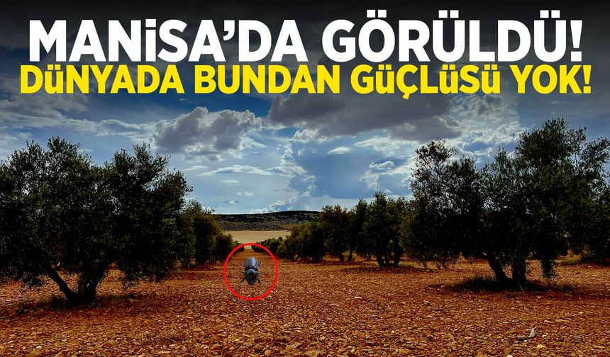 Manisa’da görüldü… Dünyada bundan güçlüsü yok!