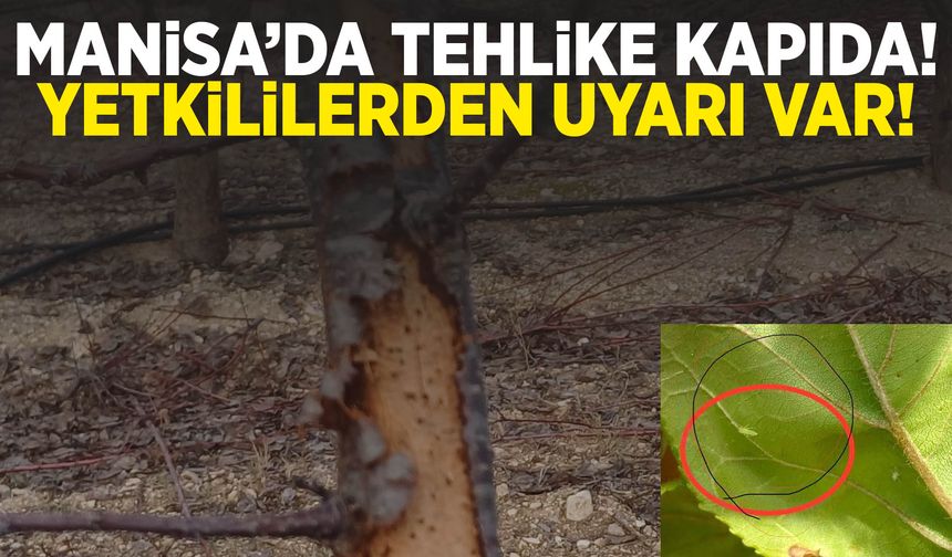 Manisa’da yoğun olarak görülmeye başlandı! Yetkililerden Manisalılara çağrı!