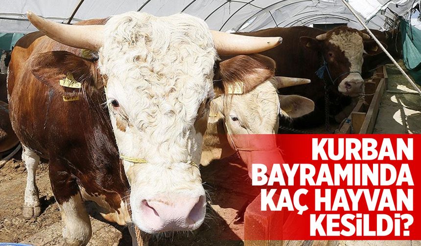 Kurban Bayramı'nda kaç hayvan kesildi