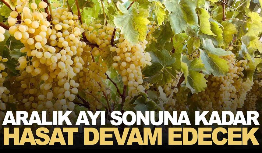 Manisa’da en uzun hasat burada sürüyor… Aralık ayı sonuna kadar sürecek!