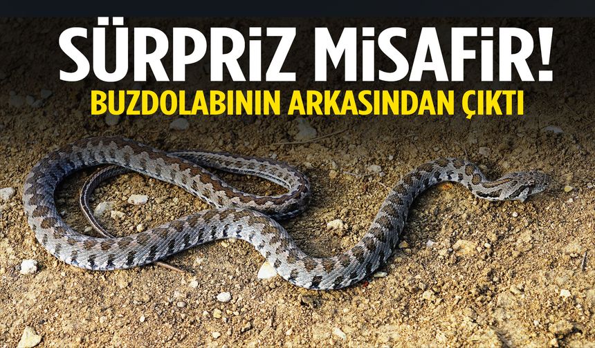 Evde yılan paniği… Buzdolabının arkasından kocabaş yılan çıktı!