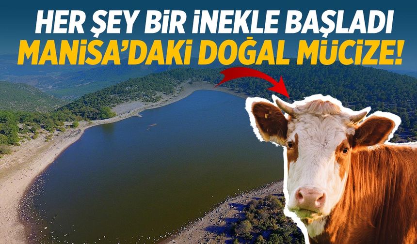 Her şey bir inekle başladı… Manisa’daki doğal mucize!
