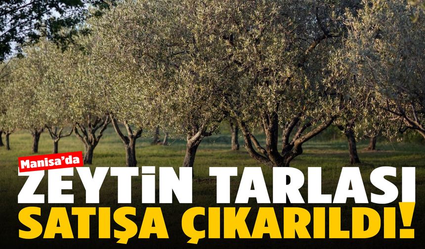 Manisa’da zeytinli tarla satışa çıktı… Alıcılarını bekliyor!