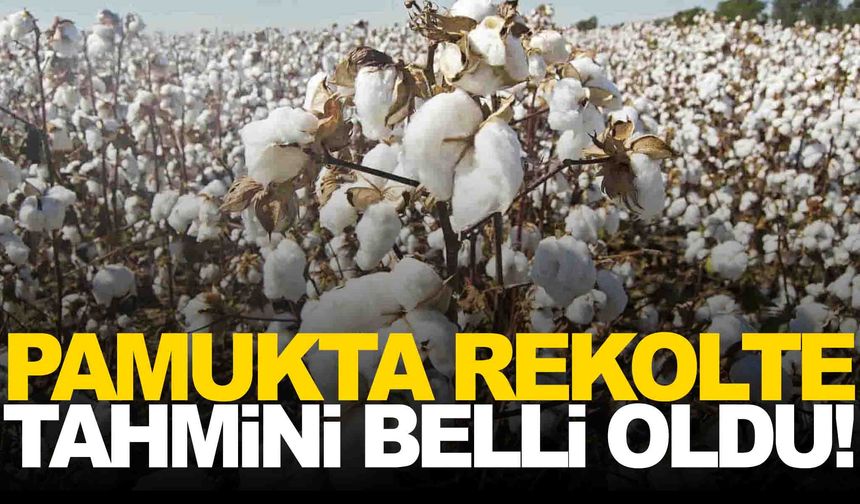 Manisa da toplantıdaydı… Ege’de pamuk rekoltesi tahmini 410 bin ton!