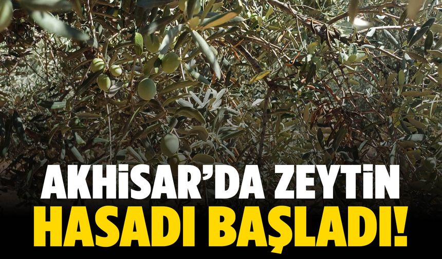 Akhisar’da zeytin sezonu açıldı!