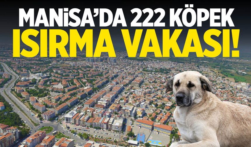 Yunusemre’de 222 ısırma vakası alarmı!