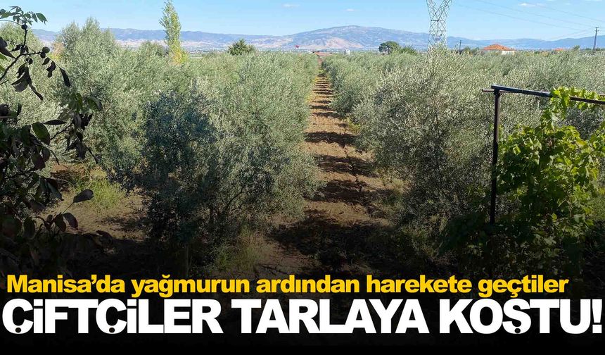 Manisa’da yağmurun ardından çiftçiler tarlalara akın etti!
