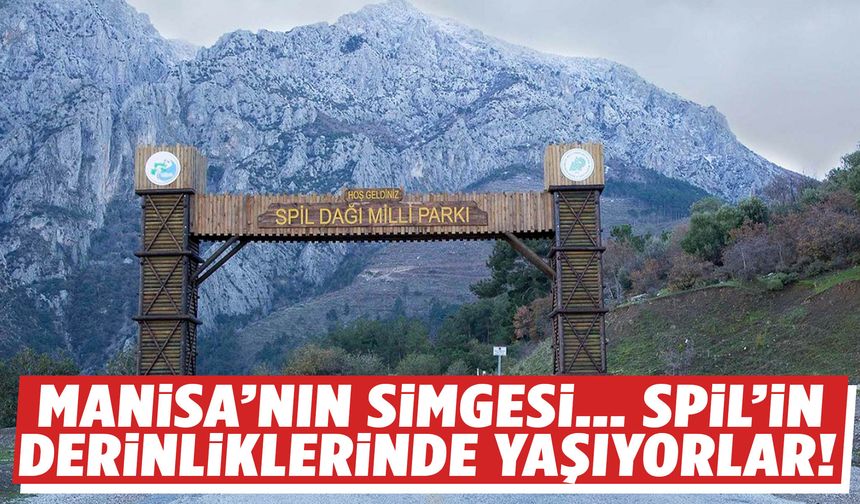 Manisa’nın simgesi… Spil’in derinliklerinde yaşıyorlar!