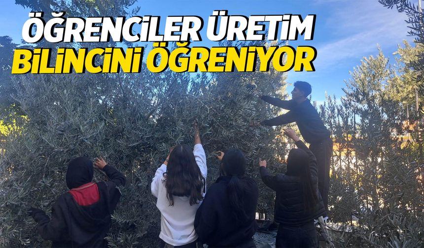 Gölmarmaralı öğrencilerden zeytin hasadıyla üretim dersi!