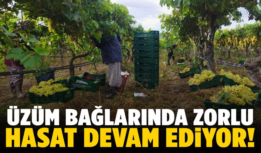 Üzüm bağlarında zorlu hasat devam ediyor