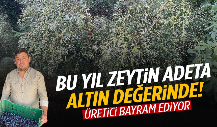Rekolte düşse de üretici mutlu! Manisa zeytini fiyatıyla gündemde…