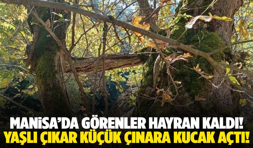 Manisa’da hayran bırakan görüntü! Çınarlar birbirine sarıldı…