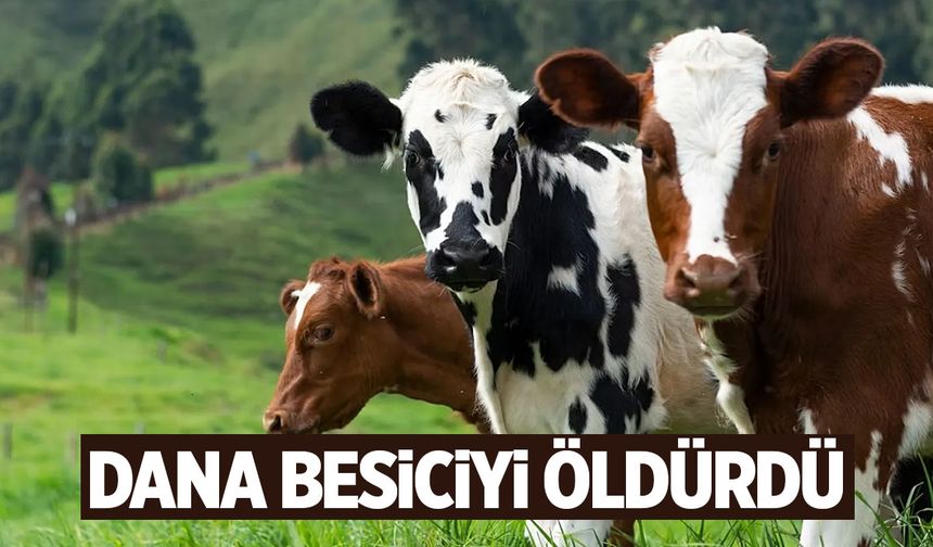 İzmir'de dana besiciyi öldürdü