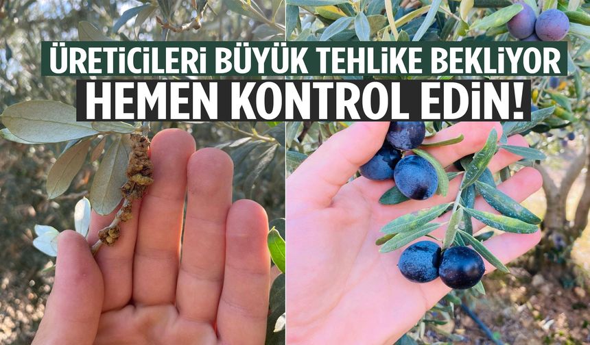 Manisa’da zeytin bahçeniz risk altında olabilir! Hemen kontrol edin…