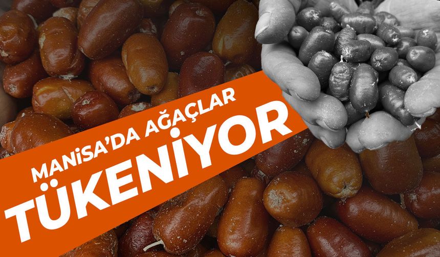 Manisa’da iğde ağaçları tükeniyor! Fiyatı 200 TL’ye dayandı!