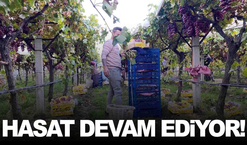 Sarıgöl’de üzüm hasadı devam ediyor: Manisa üzümleri sofraları süslüyor