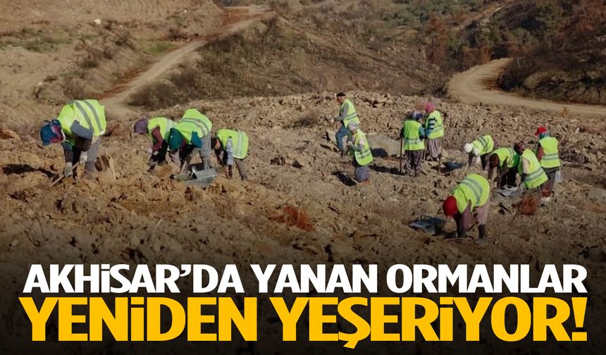 Akhisar’da yanan ormanlar yeniden yeşeriyor