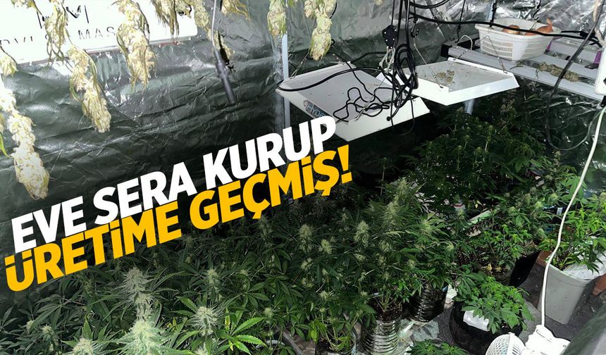 Evde sera kurup kenevir üretimi yapan 2 kişi yakalandı