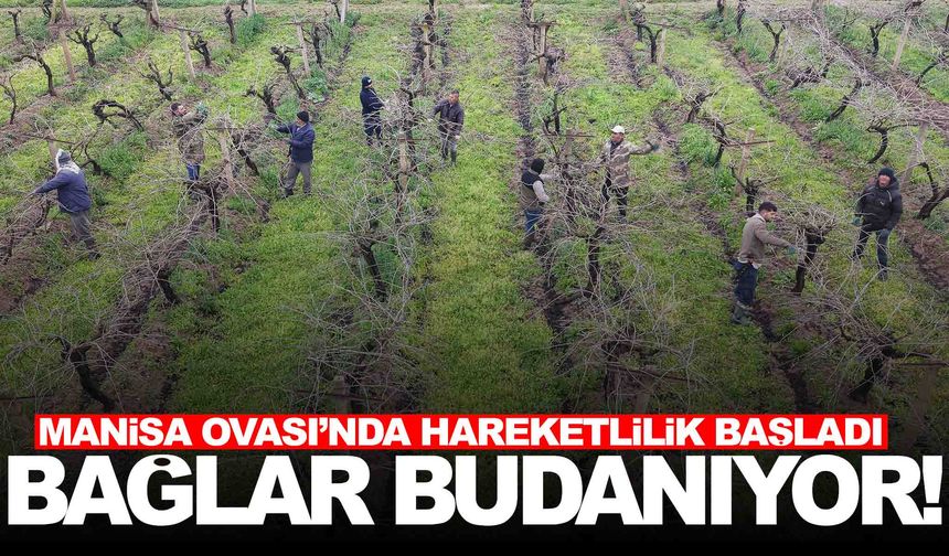 Manisa’da üzüm bağlarında budama mesaisi başladı