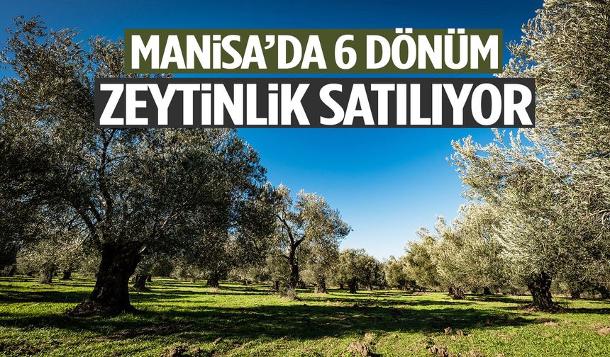 Manisa’da 6 dönüm zeytinlik satılıyor!
