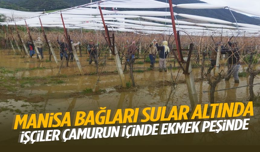 Manisa’da bağlar göle döndü! İşçiler çamurun içinde ekmek peşinde