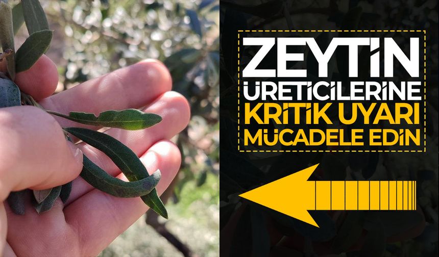 Manisalı zeytin üreticilerine kritik uyarı! Mücadeleye başlayın!