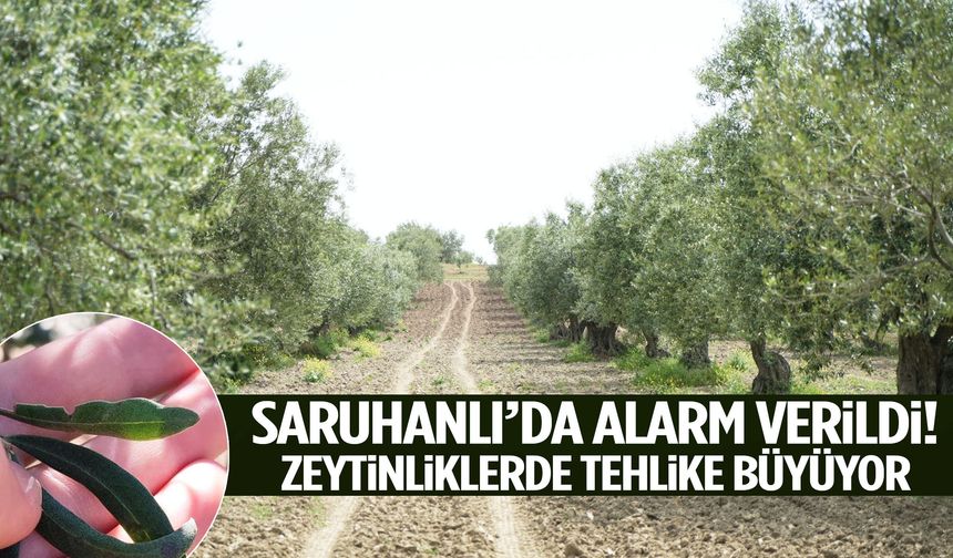 Saruhanlı’da alarm verildi! Zeytinliklerde tehlike büyüyor…