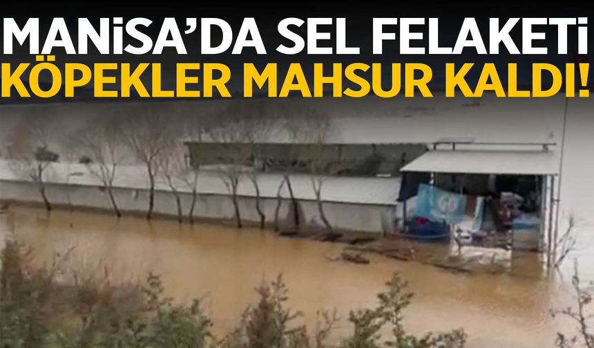 Manisa’da sel felaketi! Köpekler mahsur kaldı…