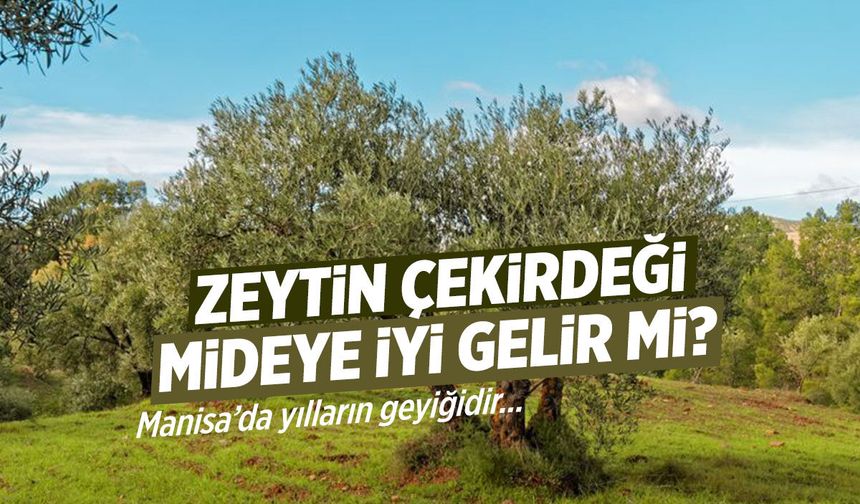 Zeytin çekirdeği mideye iyi gelir mi?