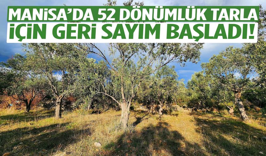 Manisa’da kaçırılmayacak fırsat… 52 dönümlük zeytinlik satışta!