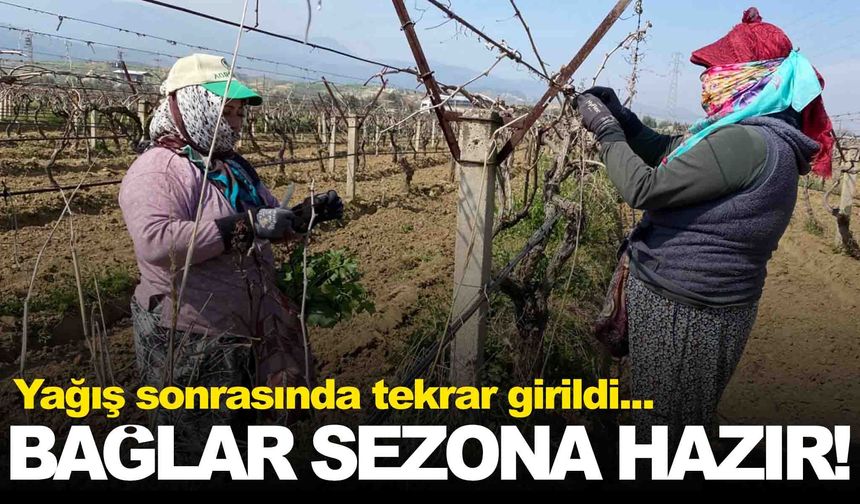 Manisa’da yağışa teslim olan bağlar yeniden canlandı