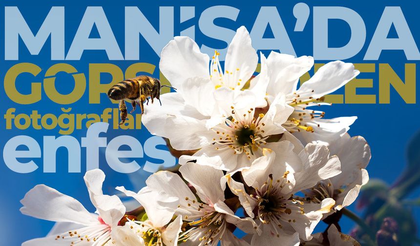 Kuzey yarım kürede ilk Manisa'da çıkıyor!