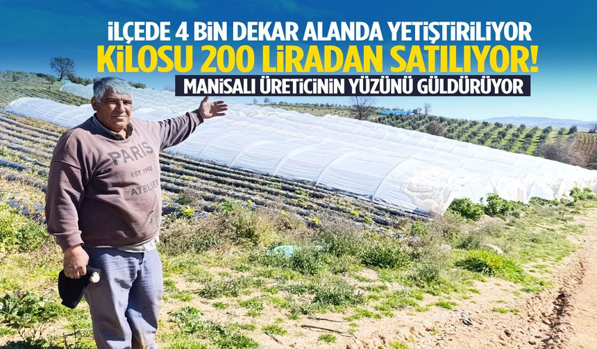 İlçede 4 bin dekar alanda yetiştiriliyor… Kilosu 200 liradan satılıyor!