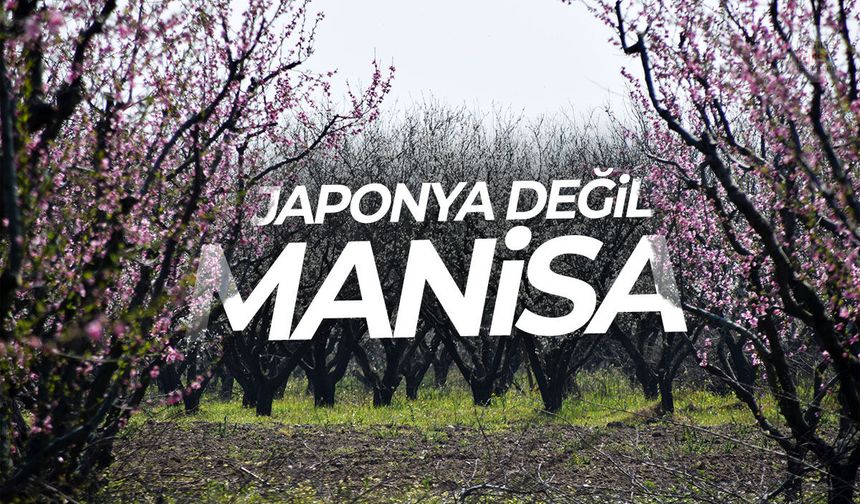 Japonya değil Manisa!