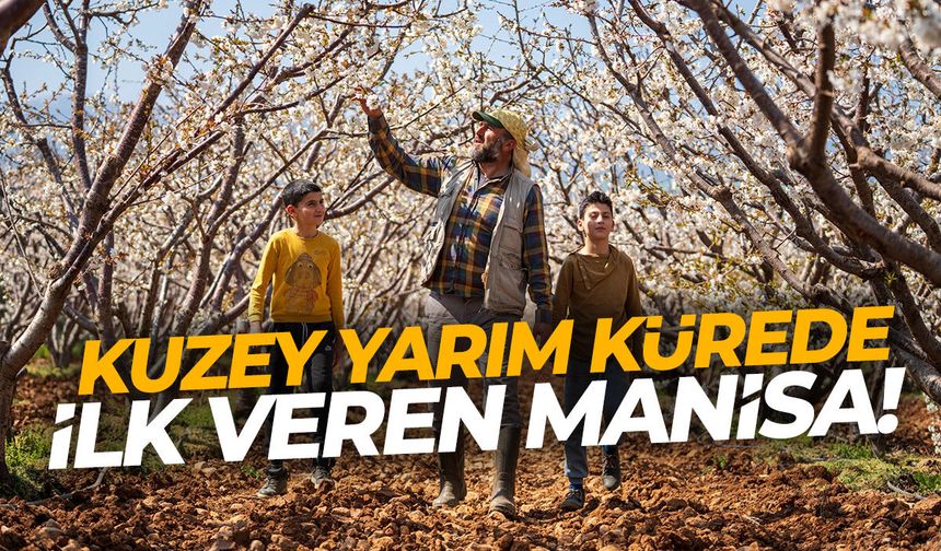 Kuzey yarım kürede ilk Manisa'da çıkıyor!