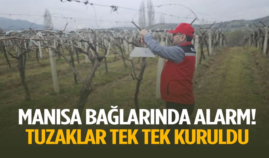 Manisa bağlarında alarm! Tuzaklar tek tek kuruldu
