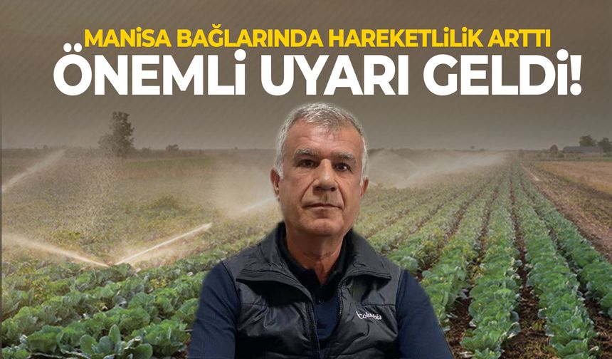 Manisa bağlarında hareketlilik arttı! Önemli uyarı geldi
